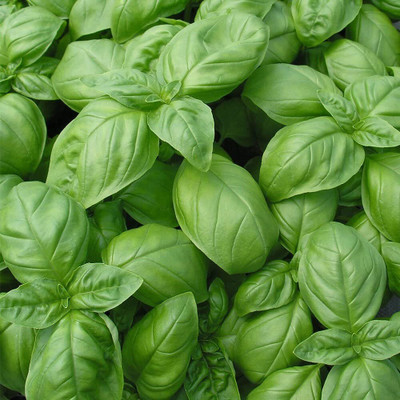 VibeX XL-12 - Sweet Large Leaf Basil - (4500 Seeds) Seed(4500 per packet)