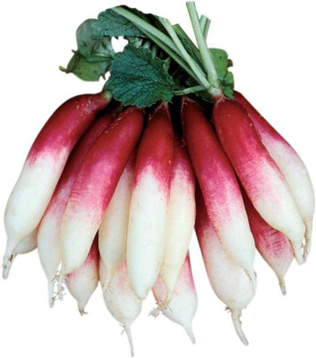 VibeX XLL-52 - Fire 'n Ice Radish - (750 Seeds) Seed(750 per packet)