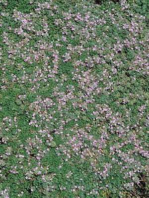 Qualtivate ICRA-4A World's Smallest Thyme Seed(50 per packet)