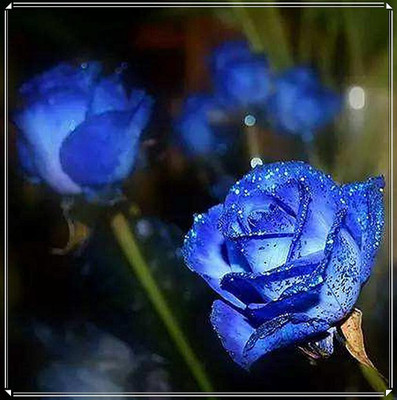 Qualtivate HYB-6A Rare Rose Flower Seeds Seed(25 per packet)