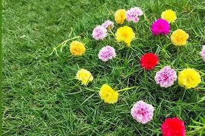 Seedsqlty portulaca mixed seed, high germination (20 seeds) Seed(20 per packet)