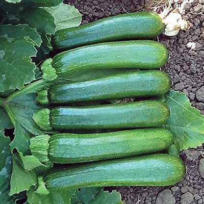 CYBEXIS PAU-79 - Organic Zucchini Green Machine F1 - (75 Seeds) Seed(75 per packet)