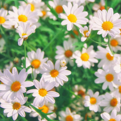 CYBEXIS PAU-62 - Chamomile German - (2250 Seeds) Seed(2250 per packet)