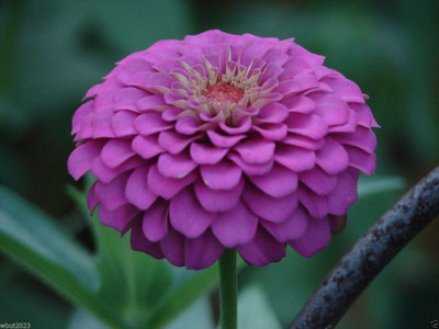 CYBEXIS Zinnia Seeds - Purple Prince' Seed(25 per packet)