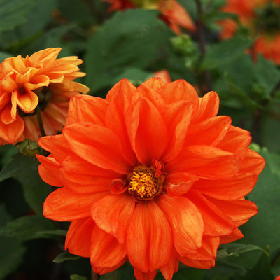 VibeX NBIR-42 - Dahlia Opera Orange - (180 Seeds) Seed(180 per packet)