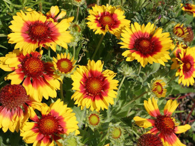 Quentova Gaillardia-aristata-Common-Blanket-PUAS-8L Seed(75 per packet)