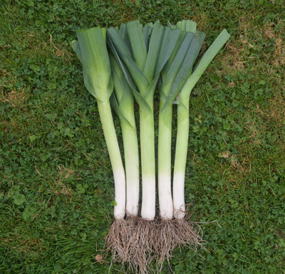 CEZIUS ORGANIC LEEK LANCIA Seed(100 per packet)