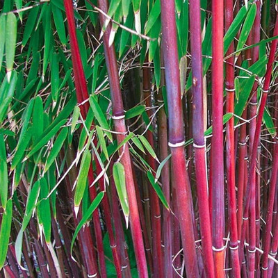wequality red bamboo tree seeds for plant/bamboo seeds 97 Seed(97 per packet)