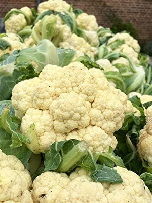 WILLVINE PUAS -X Igloo Cauliflower Variety [100g, 30000 Seeds] Seed(30000 per packet)