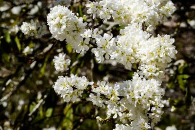 TULIP gypsophila flower Seed(200 per packet)