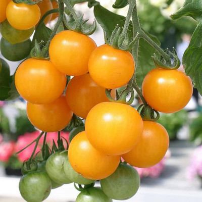 ibains Summer tomato seeds Seed(150 per packet)