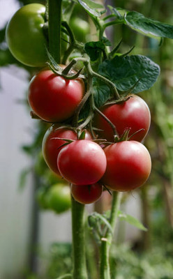 PUTZMA tomato Seed(70 per packet)