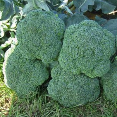 VibeX PUAS-77 - Sunrise Green Broccoli - (150 Seeds) Seed(150 per packet)