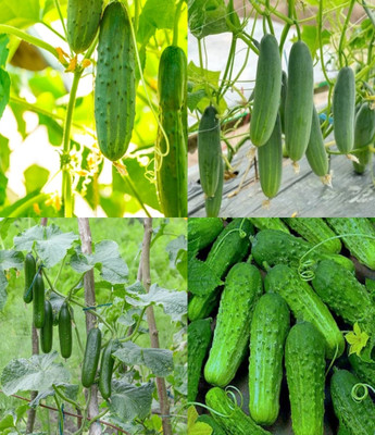 ibains Big khira seeds cucumber kakri seeds beej 70 Seed(70 per packet)