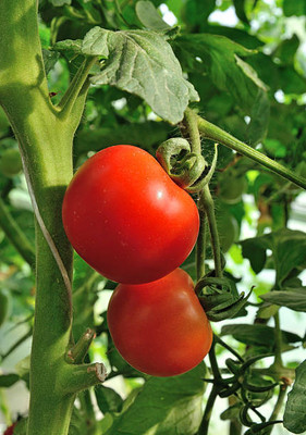 EVY tomato Seed(135 per packet)