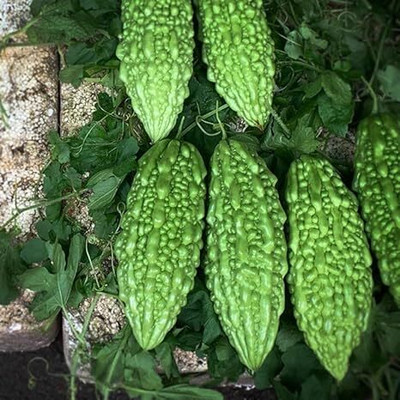 DIVINE BITTERGOURD Seed(60 per packet)