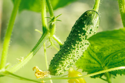 AFARTIOBINA 101 Pc Cucumber Seeds Seed(101 per packet)