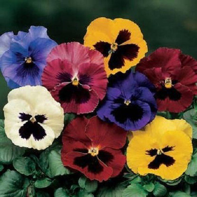 VibeX Pansy Mixed Color Seeds(200 Seeds) Seed(200 per packet)