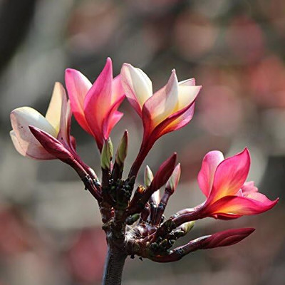 Qualtivate ATS-258 Red Desert Rose Flower Seeds Seed(30 per packet)