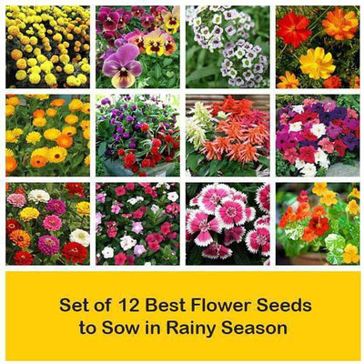 CYBEXIS Combo of 12 Best Flower Seeds to Sow in Rainy Season Seed(10 g)