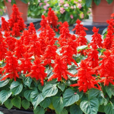 CYBEXIS Salvia Flower Plant Seeds For Planting (120 Seeds) Seed(120 per packet)