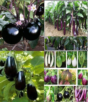 ibains Black brinjal seeds beez 22 Seed(52 per packet)