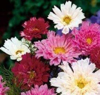 CYBEXIS KGF -54 - Cosmos - Double Click Mixed - High Germination - (270 Seeds) Seed(270 per packet)