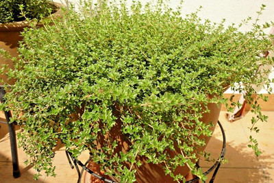 VibeX PAU-79 - Thyme Herb Common - (150 Seeds) Seed(150 per packet)