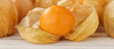 Quentova Cape Gooseberry Goldenberry Physalis-IACR-7V Seed(75 per packet)