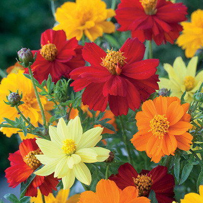 JAWKEY COSMOS 'BRIGHTNESS MIXED' Seed(20 per packet)
