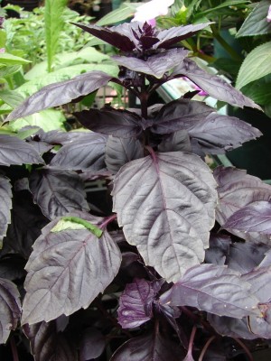 Quentova Purple Basil Organic Seeds-PALLAV Seed(250 per packet)