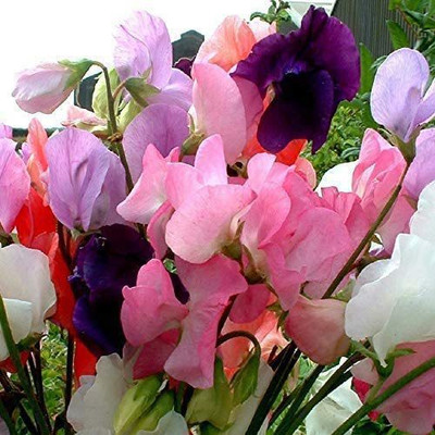 CYBEXIS Sweet Pea - Mammoth Mixed Seed(50 per packet)