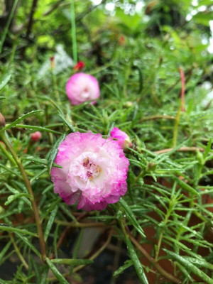 Lorvox 12'0 Clock Flower Seed(20 per packet)