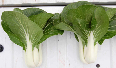 Atlus Pak Choi Bopak Seed(80 per packet)
