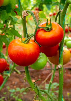 KRITHARTH tomato Seed(75 per packet)