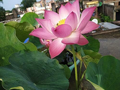 LPR Lotus seeds Seed(50 per packet)