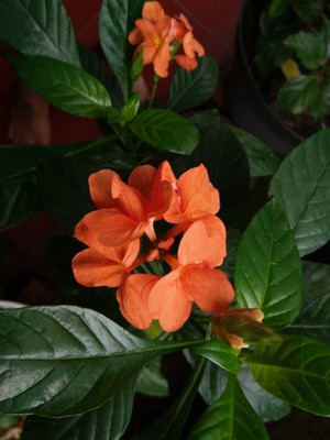 nature boon kanakambaram-firecracker-crossandra Seed(17 per packet)