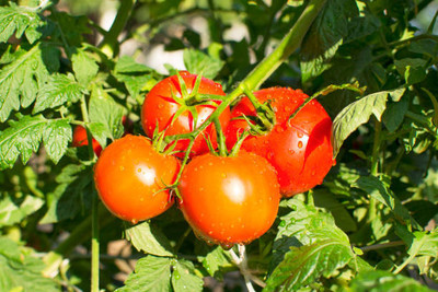 Plantzoin tomato Seed(70 per packet)