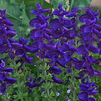 KANAYA Salvia Mix Seed(96 per packet)