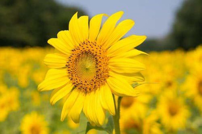 KANAYA Sunflower Flower Seed(44 per packet)