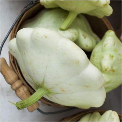 Qualtivate HUA-1A Early White Scallop Summer Squash Seed(30 per packet)