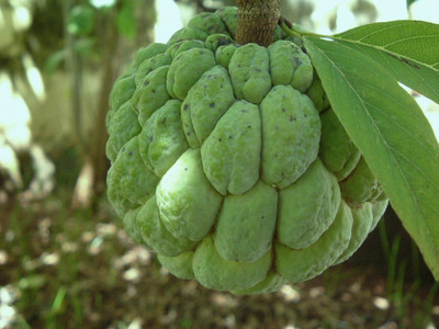 Aywal Custard Apple Hybrid Seed(11 per packet)