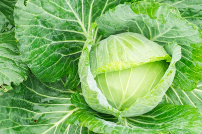 WILLVINE MEH -V Cabbage Golden Acre, Heirloom [10g] Seed(3000 per packet)