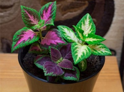 Quentova Coleus Rainbow Mix Seeds-22L-NST Seed(100 per packet)