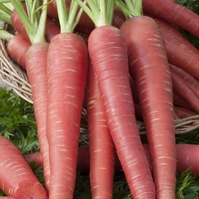 Quentova Carrot Red Long-9F-VK Seed(300 per packet)