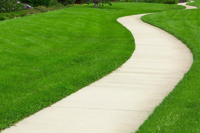 the green dotcom Lawn Grass Seed(4100 per packet)
