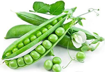 WILLVINE VXI-577 Little Marvel Heirloom Pea Seeds Seed(50 per packet)