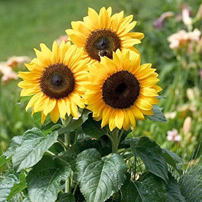 BDSresolve Sunflower hybrid seeds PACK OF 13 Seed(13 per packet)