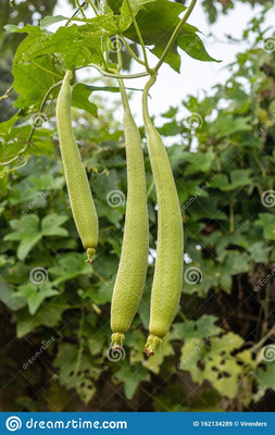 VNR Fresh VNR Ridge Gourd (Torai) Hybrid Vegetable Seed(100 per packet)