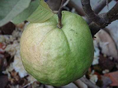 Aro Guava Seed(260 per packet)